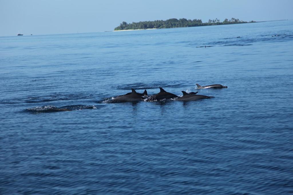 Arora Inn Maafushi Εξωτερικό φωτογραφία